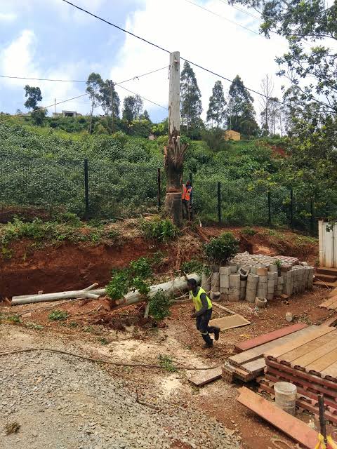 Large tree felled next to a boundary fence on a Gauteng property
