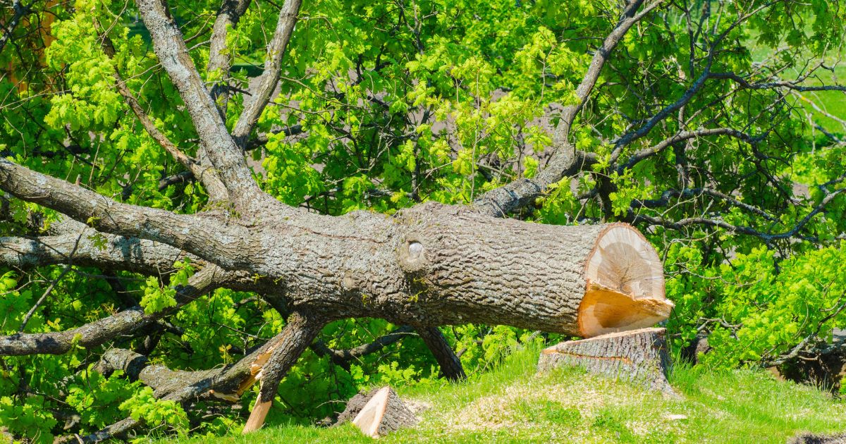 Large felled tree lying next to its fresh stump on a lawn