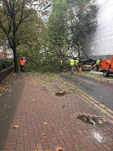 Storm-damaged tree blocking a pavement before removal