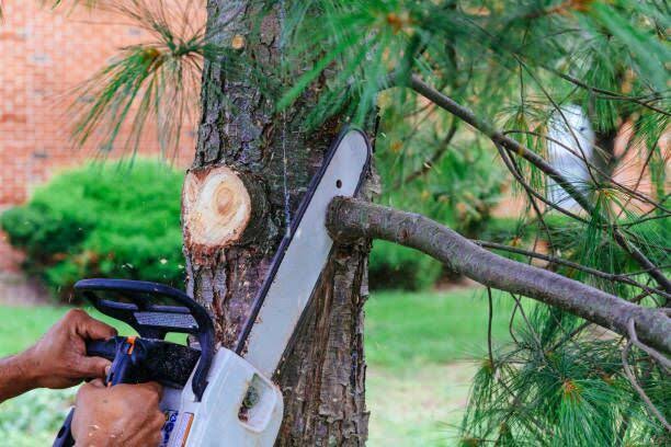 Chainsaw trimming a branch from a pine tree