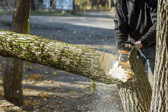 Chainsaw cross-cutting a large felled trunk with sawdust flying